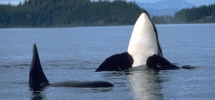 Walbeobachtung eines Orca
