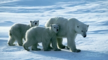 Eisbär mit Nachwuchs im Nationalpark Wapusk