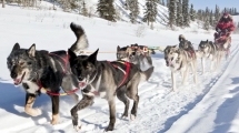 Hundeschlittenrennen in Whitehorse, Yukon, © Government of Yukon